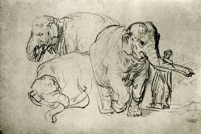 Studie af elefanter af Rembrandt van Rijn