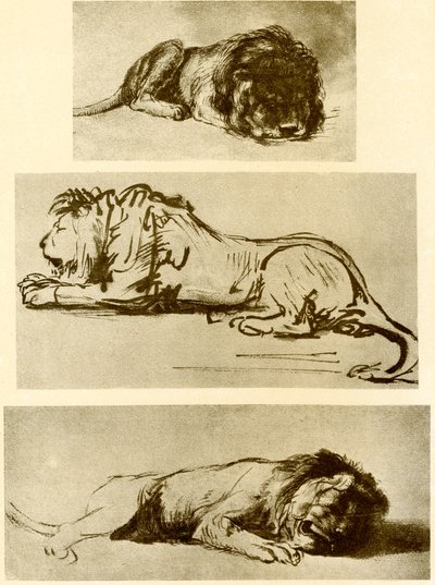 Tre løvestudier af Rembrandt van Rijn