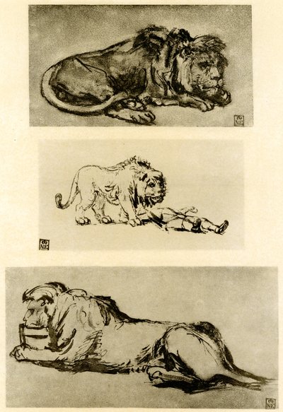 Tre løvestudier af Rembrandt van Rijn