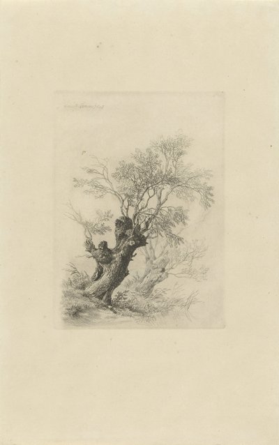 piletræ af Remigius Adrianus Haanen