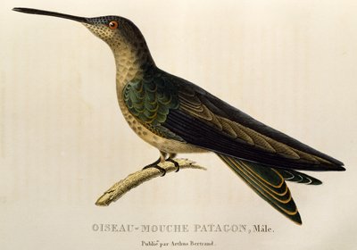 Kæmpekolibri (Patagona gigas), gravering fra trochiliderne eller kolibrier og kolibrier af René Primevère Lesson