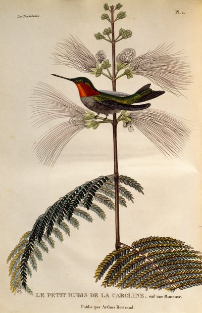 Ruby-throated Hummingbird (Archilochus colubris), gravering fra Les trochilidees ou les colibris et les oiseaux-mouches af René Primevère Lesson