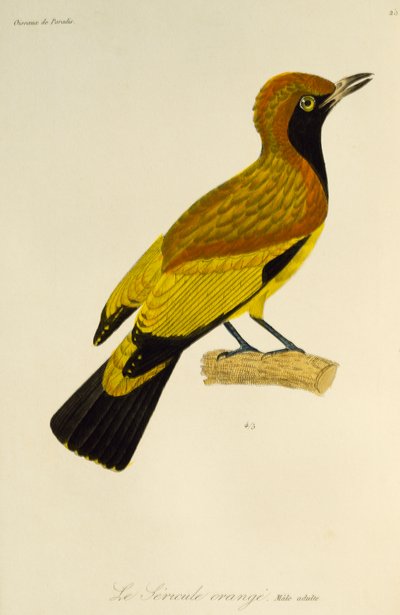 Voksen han af Masked Bowerbird (Sericulus aureus), gravering fra Natural History of Birds of Paradise og Epimagues af René Primevère Lesson