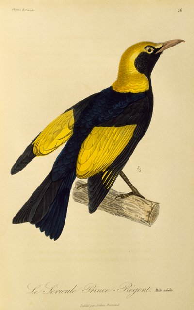 Voksen han af Regent Bowerbird (Sericulus chrysocephalus), gravering fra Natural History of Birds of Paradise og Epimagues af René Primevère Lesson