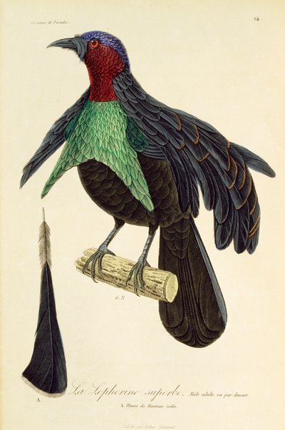 Voksen han af Superb Bird-of-Paradise (Lophorina superba), gravering fra Natural History of Birds of Paradise og Epimagues af René Primevère Lesson