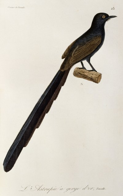 Gorget Bird-of-paradise-hun, gravering fra Natural History of birds of paradise and epimagues af René Primevère Lesson