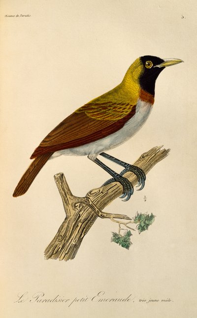 Ung han af Lesser Bird-of-Paradise (Paradisaea minor), gravering fra Natural History of Birds of Paradise og Epimagues af René Primevère Lesson