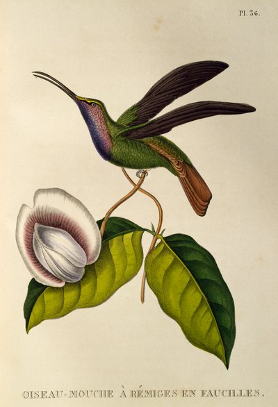 Lazulin Sabrewing (Campylopterus falcatus), gravering fra trochiliderne eller kolibrier og kolibrier af René Primevère Lesson