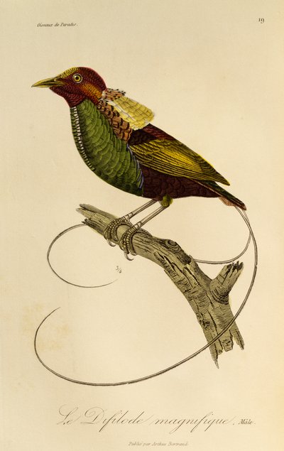 Han fra den storslåede paradisfugl (Cicinnurus magnificus), gravering fra Natural History of Birds of Paradise og Epimagues af René Primevère Lesson