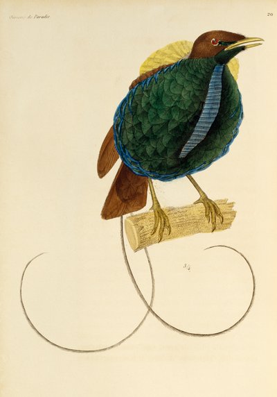 Han fra den storslåede paradisfugl (Cicinnurus magnificus), gravering fra Natural History of Birds of Paradise og Epimagues af René Primevère Lesson