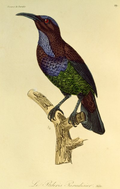 Han of Paradise Riflebird (Ptiloris paradiseus), gravering fra Natural History of Birds of Paradise og Epimagues af René Primevère Lesson