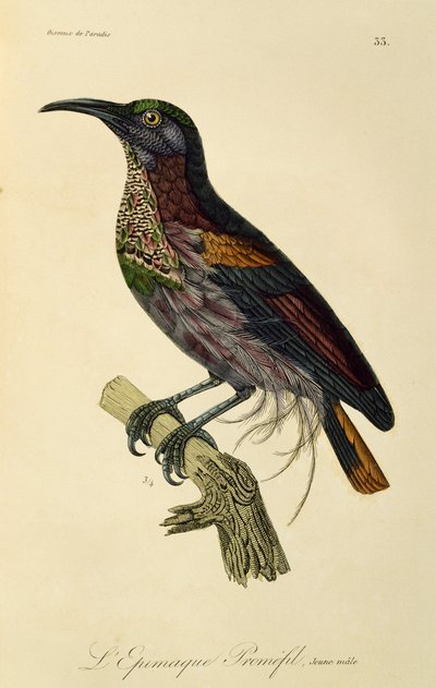 Paradise Riflebird ung han (Ptiloris paradiseus), gravering fra Natural History of Birds of Paradise og Epimagues af René Primevère Lesson