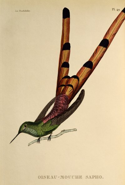Rødhalekomet (Sappho sparganurus), gravering fra trochiliderne eller kolibrier og kolibrier af René Primevère Lesson