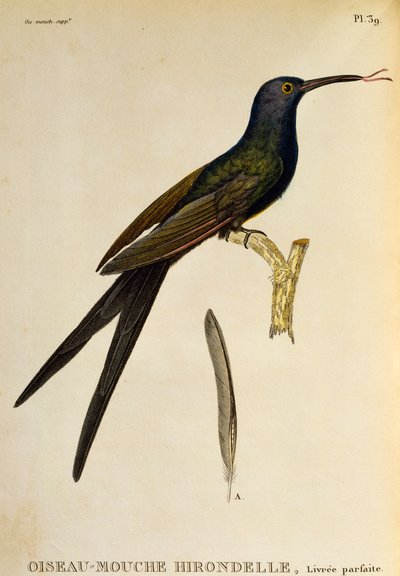 Svalehalekolibri (Eupetomena macroura), gravering fra Les trochilidees ou les colibris et les oiseaux-mouches af René Primevère Lesson