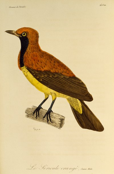 Ung han af Masked Bowerbird (Sericulus aureus), gravering fra Natural History of Birds of Paradise og Epimagues af René Primevère Lesson