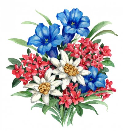 Farvestrålende alpine blomster af Renate Holzner