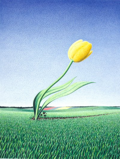 Hurtig tulipan af Rene Boin