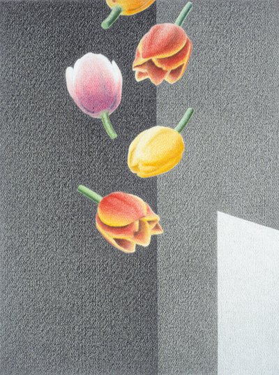 Tulipaner af Rene Boin