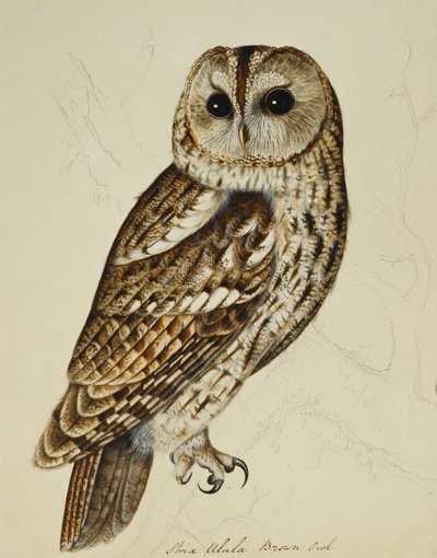 Brun ugle (Strix Ulula) af Rev. C. Atkinson