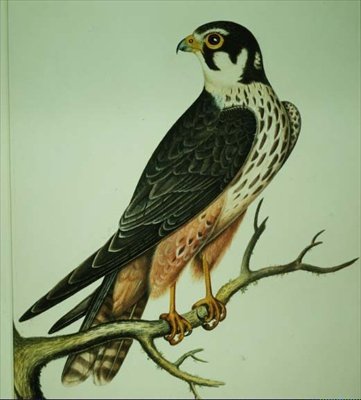 Hobby (akvarel) af Rev. C. Atkinson