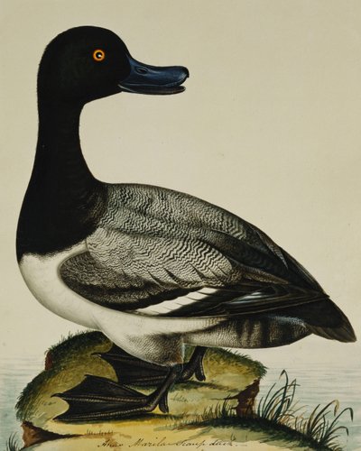 Scaup Duck af Rev. C. Atkinson