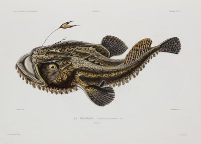 Lystfisk, Island, begyndelsen af det 19. århundrede af John Pardon