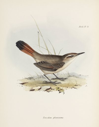 Båndhalet jordslyng, Sydamerika, c 1832-1836 af John Pardon