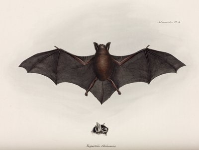 Flagermus, Sydamerika, c 1832-1836 af John Pardon