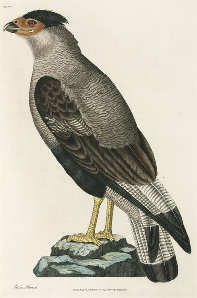 Crested Caracara af John Pardon