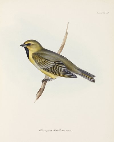 Finch, c 1832-1836 af John Pardon