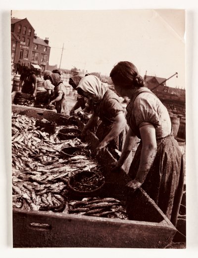 Fiskeri, Fisherfolk Kvinder, der sorterer fisk, Whitby Harbour, North Yorkshire, c 1905 af John Pardon