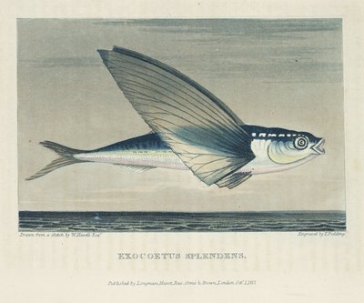 Flyvefisk af John Pardon