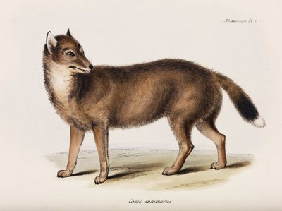 Fox, Falklandsøerne, ca. 1832-1836 af John Pardon