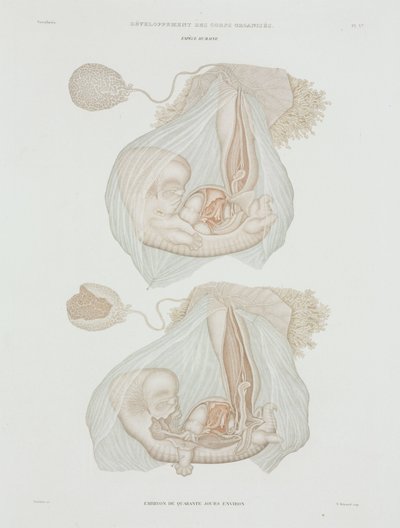 Gynækologi Menneskets foster på 40 dage, c 1847-1859 af John Pardon