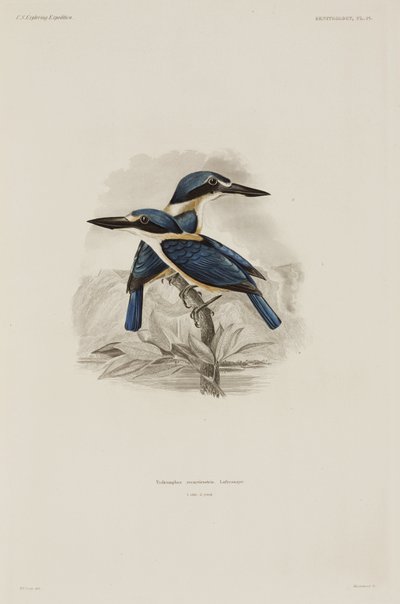 Kingfishers, Samoa af John Pardon