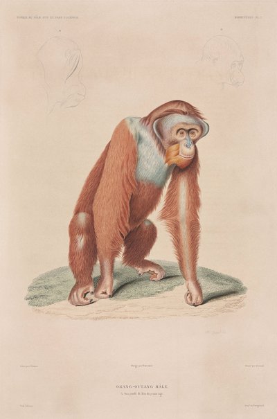 Orang-utanger, Indonesien af John Pardon