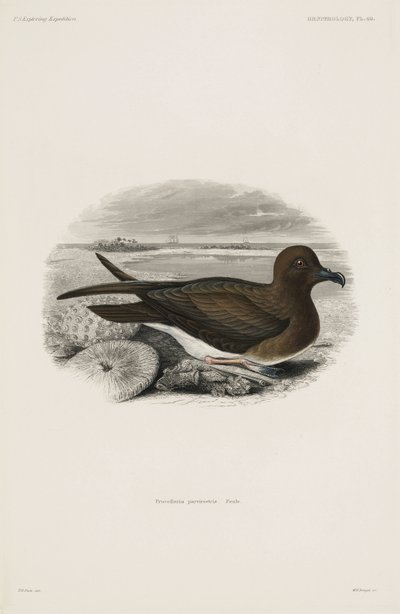 Petrel af John Pardon