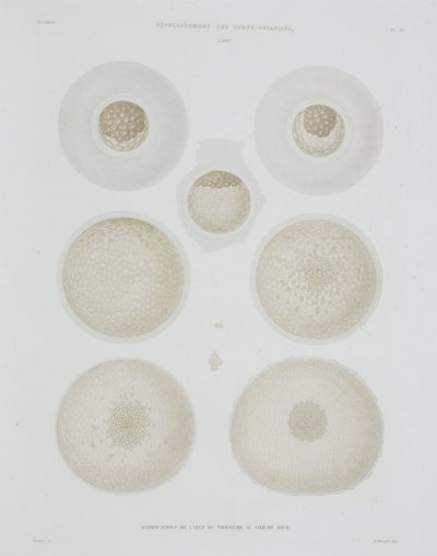 Rabbit Egg, C 1847-1859 af John Pardon