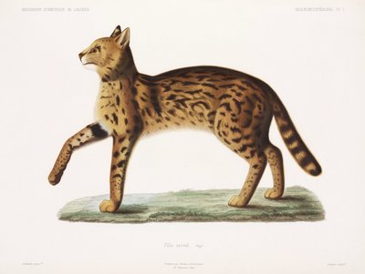 Serval, Algeriet af John Pardon