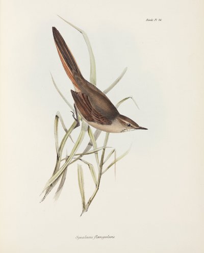 Spinetail, Sydamerika, c 1832-1836 af John Pardon