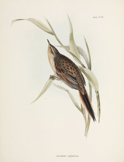 Spinetail, Sydamerika, c 1832-1836 af John Pardon