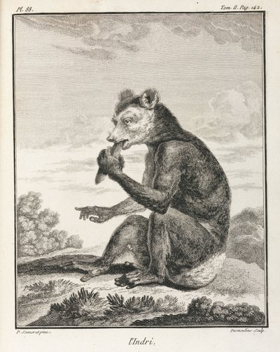Indri - en type lemur, Madagaskar af John Pardon