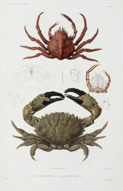 To krabber af John Pardon