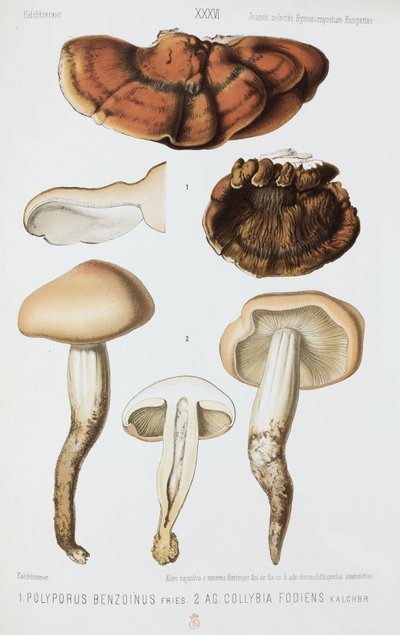 To typer svampe, c 1874 af John Pardon