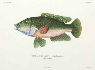 Type læbefisk, Tahiti af John Pardon