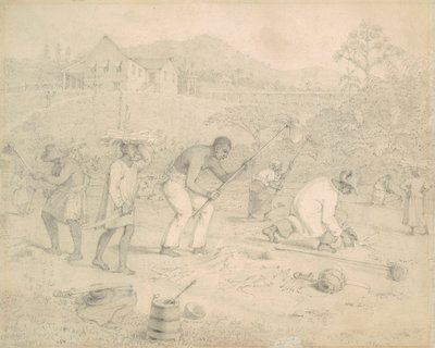 Plantning af sukkerrør (Trinidad) af Richard Bridgens