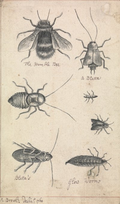 Den ydmyge bi og insekter af Richard Brookes