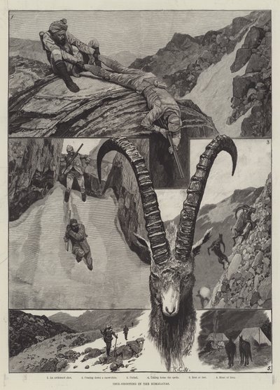 Ibex-Skydning i Himalaya gravering af Richard Caton Woodville junior