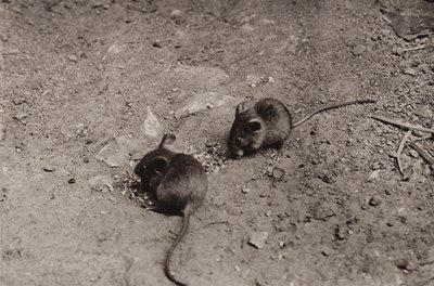 Mus ved aftensmaden (s/h foto) af Richard and Cherry Kearton
