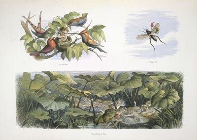 Elvere af Richard Doyle